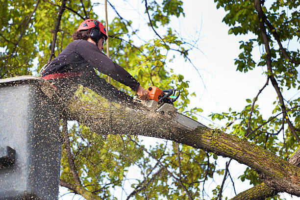 The Steps Involved in Our Tree Care Process in Elkton, MD